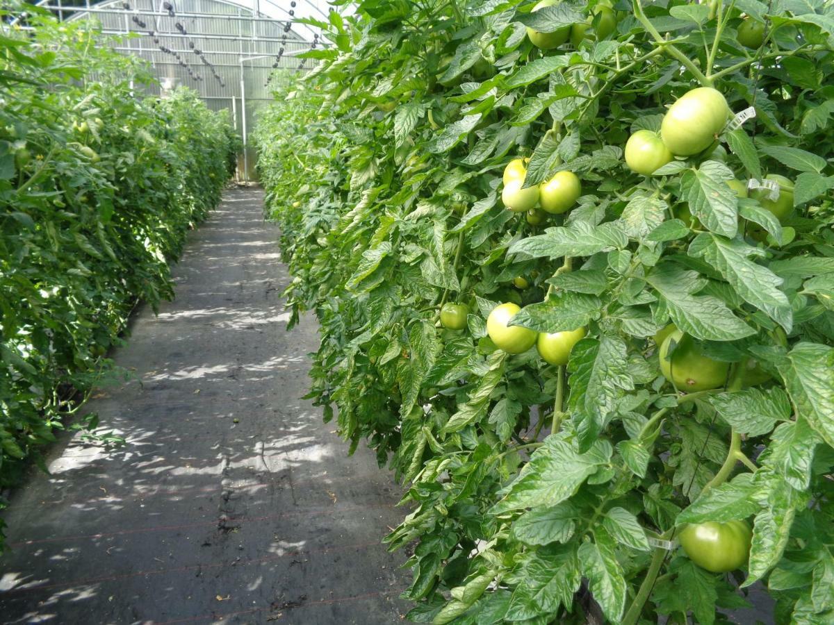 Agroturismo Araize Mungia Kültér fotó